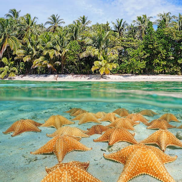 Costa Rica and Panama: Jungle antics and island stay!